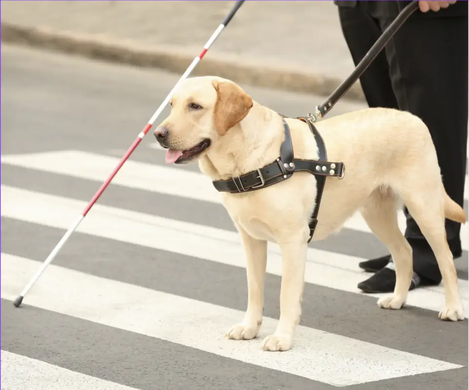a guide dog is standing on a crosswalk with a blind person holding a cane